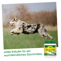 Pflege & Hygiene - Würmer - cdProtect® Dog forte